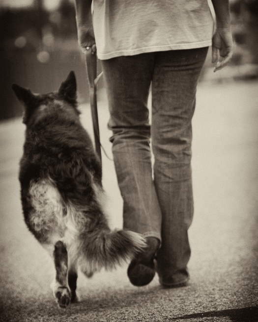 A proper loose leash walk