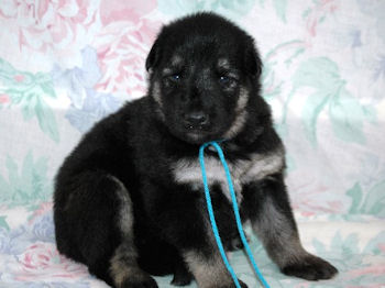 Three weeks