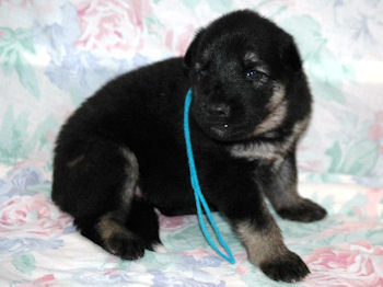 Three weeks 2