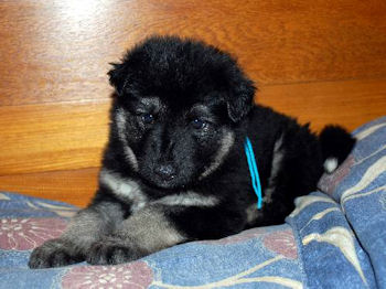 Five weeks