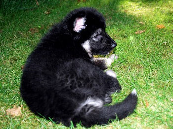 7 weeks